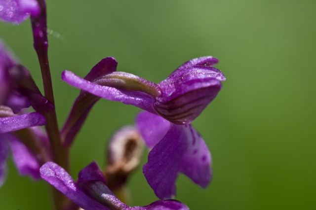 orchis laxiflora